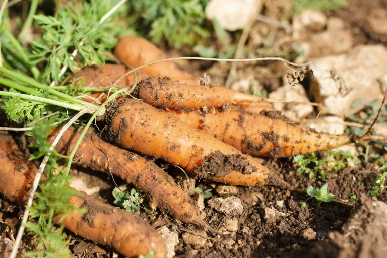 bunch-beautiful-organic-carrots
